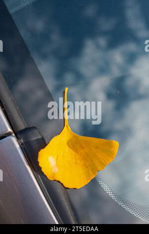 Une seule feuille jaune de ginkgo tombée sur le pare-brise d'une voiture. Le verre reflète le ciel bleu et les nuages au-dessus à Vancouver, Canada. Banque D'Images