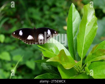 Bleu Lune ou Grande mouche (Hypolimnas bolina) papillon sur feuille avec fond vert naturel, rayures blanches Trey sur l'aile brun foncé Banque D'Images