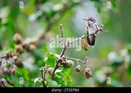 Le colibri mâle juvénile à gorge rubis montre sa plume rouge tout en se grattant le cou un jour d'été Banque D'Images