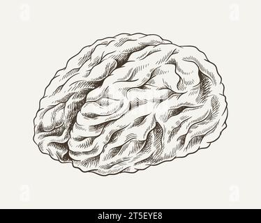 Concept d'esquisse minimaliste du cerveau. Anatomie et biologie. Organe iternal dessiné à la main. Affiche, couverture ou bannière pour site Web. Illustration vectorielle linéaire plate Illustration de Vecteur