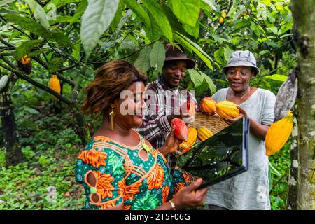 L'agronome du champ de cacao utilise la tablette pour inspecter la qualité des gousses cueillies. Banque D'Images