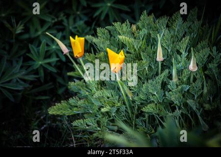 Coquelicot californien poussant sauvage sur la rive du lac Tekapo dans le sud de la Nouvelle-Zélande. La fleur me rappelle celle d'un prêtre onglet Banque D'Images