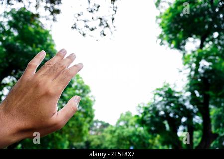 La main d'un homme regarde vers le ciel autour des arbres verts Banque D'Images