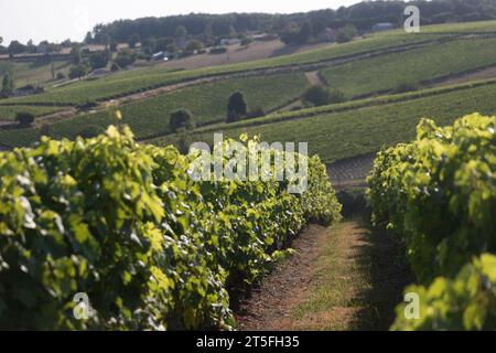 Vigne raisin Cognac Banque D'Images