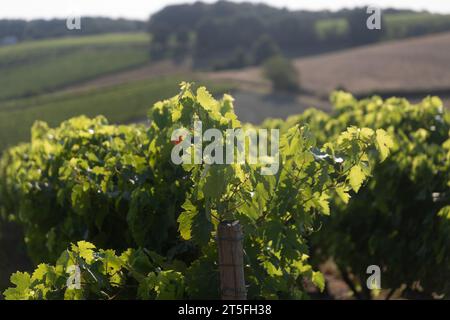 Vigne raisin Cognac Banque D'Images