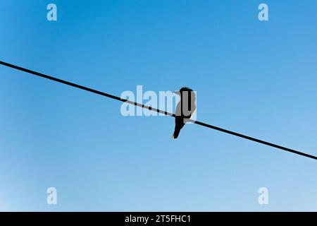 Silhouette de rire kookaburra assis sur la ligne électrique au coucher du soleil avec le ciel bleu en arrière-plan. Banque D'Images