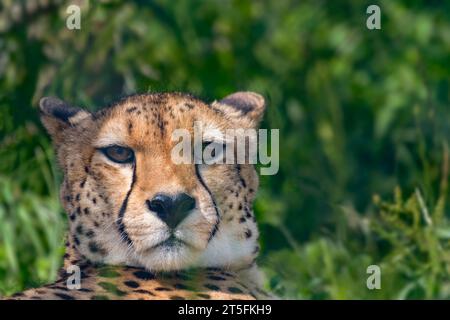 Cheetah, Five Sisters Zoo, Écosse Banque D'Images