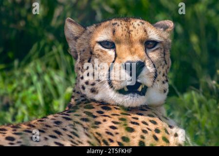 Cheetah, Five Sisters Zoo, Écosse Banque D'Images