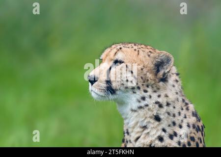 Cheetah, Five Sisters Zoo, Écosse Banque D'Images