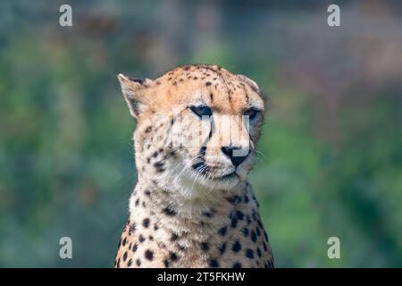 Cheetah, Five Sisters Zoo, Écosse Banque D'Images