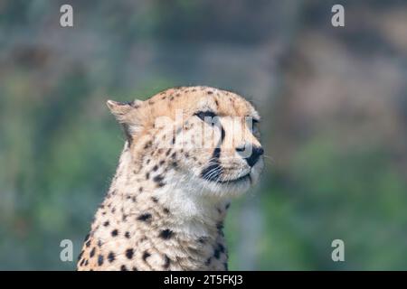 Cheetah, Five Sisters Zoo, Écosse Banque D'Images