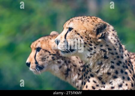 Cheetah, Five Sisters Zoo, Écosse Banque D'Images