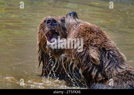 Eurasian Brown Bear joue au combat dans la piscine. Banque D'Images