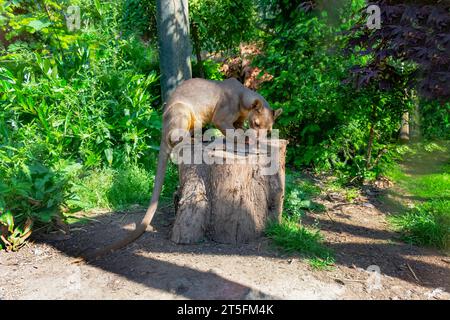 Fossa au zoo Five Sisters, Écosse Banque D'Images