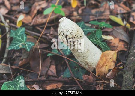 Vue à grand angle du champignon Phallus Impudicus (corne de plume commune). Banque D'Images