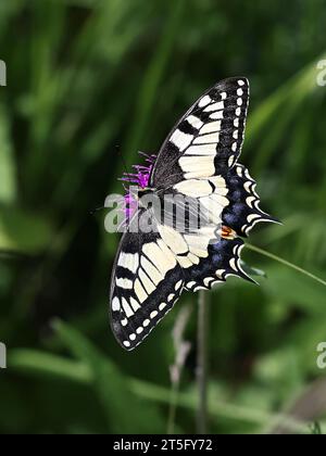Papilio machaon, communément appelé Swallowtail ou Old World Swallowtail, papillon de Finlande Banque D'Images