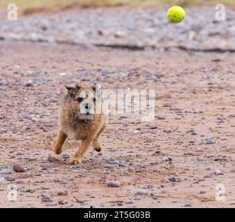 Border Terrier chassant une balle de tennis sur une plage de sable Banque D'Images