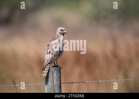 Jeune faucon à queue rouge, Buteo jamaicensis, sur un poteau, Floride, USA Banque D'Images