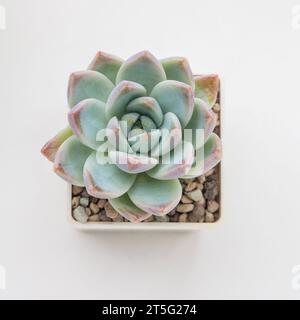 Vue de dessus de la plante d'intérieur succulente bleu clair, rosette de fleur fantôme d'echeveria, décoration de la maison en fleur design close up Banque D'Images