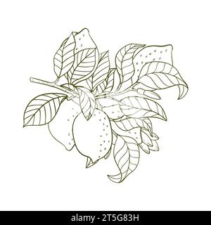 Gravure de citron sur branche avec feuilles. Citron ou lime entier tiré à la main et poussant sur la branche. Motif vintage agrumes en style esquisse pour les étiquettes de jus, p Illustration de Vecteur
