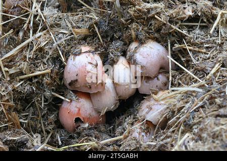 Bolbitius coprophilus, champignon de la coiffe de champ poussant sur du fumier de cheval en Finlande, pas de nom anglais commun Banque D'Images