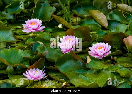 Des nénuphars colorés dans le jardin créé par le célèbre designer néerlandais Piet Oudolf à la Galerie Hauser & Wirth à Bruton, Somerset, Angleterre, Royaume-Uni Banque D'Images