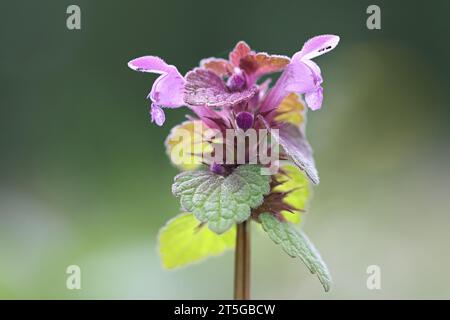 Lamium purpureum, connu sous le nom d'ortie morte rouge ou ortie morte pourpre, plante à fleurs sauvage de Finlande Banque D'Images