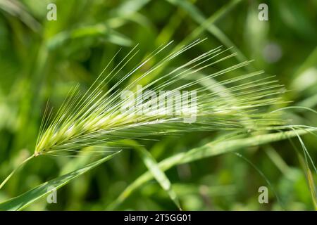 Gros plan de têtes de graines à plumes d'orge murine (Hordeum murinum) Banque D'Images