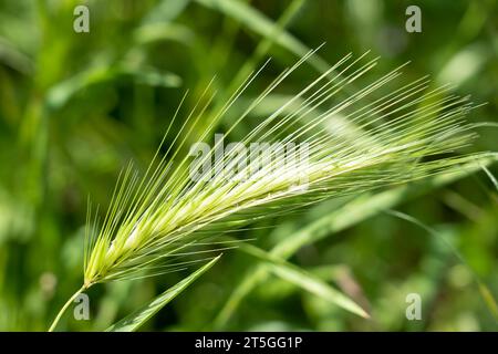 Gros plan de têtes de graines à plumes d'orge murine (Hordeum murinum) Banque D'Images