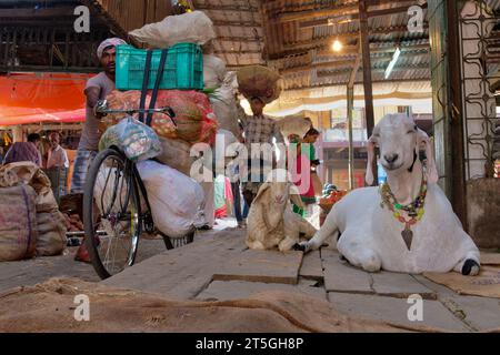 Sur un marché de légumes et de viande à null Bazar, Mumbai, en Inde, un homme pousse son vélo chargé de légumes devant deux chèvres Banque D'Images