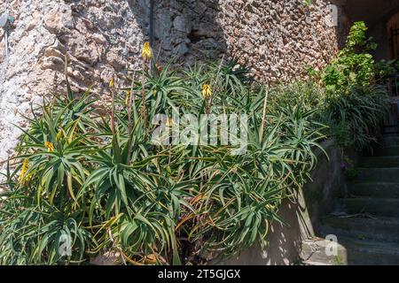 Fleurs aloès (Aloe vera) plantes succulentes contre le mur de pierre d'un vieil escalier, Borgio Verezzi, Savone, Ligurie, Italie Banque D'Images