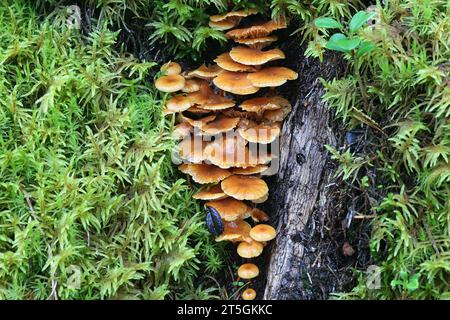 Xeromphalina campanella, connue sous le nom de la queue d'épice de pin, trompette dorée ou la cloche omphalina, champignon sauvage de Finlande Banque D'Images