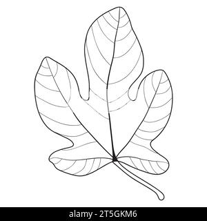 Contour de feuille de Fig, illustration vectorielle botanique. Page de livre de coloriage. Illustration de Vecteur