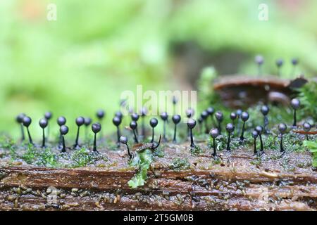 Lamproderma columbinum, une moisissure visqueuse de Finlande, pas de nom anglais commun Banque D'Images