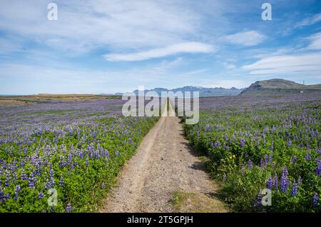 Les lupins bleus d'Alaska (lupinus nootkatensis) couvrent de vastes étendues d'Islande. beau paysage de lupins des champs Banque D'Images