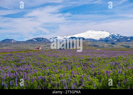 Les lupins bleus d'Alaska (lupinus nootkatensis) couvrent de vastes étendues d'Islande. beau paysage de lupins des champs Banque D'Images