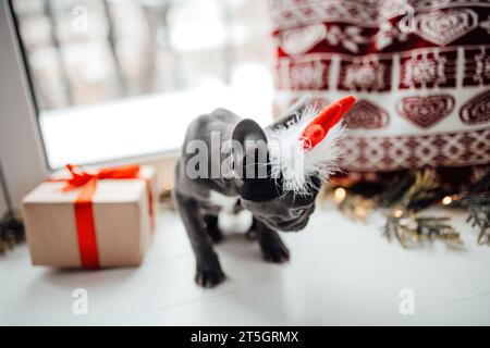 Mignon jeune chiot bulldog français avec les yeux bleus avec Noël présent dans le cadre de Noël de vacances. Joyeux chien adorable et élégant célébrant le nouvel an Banque D'Images