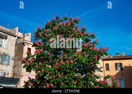 Red Horse-Chestnut Tree en Italie Banque D'Images