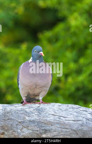 Pigeon assis sur une bûche de bois. La photo a un fond vert. Banque D'Images