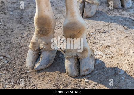 Détail des sabots d'une girafe debout sur un chemin sablonneux. Banque D'Images