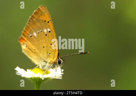 Rare papillon en cuivre sur Marguerite Banque D'Images