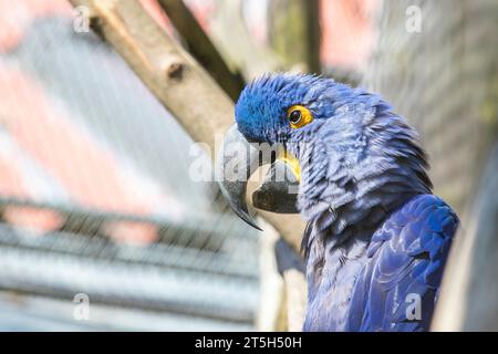 La jacinthe bleue Ara Macaw a un bec ouvert. Elle est assise sur un perchoir dans une cage. Banque D'Images