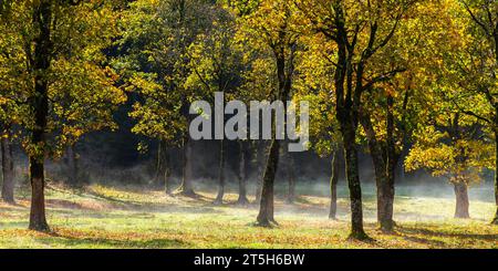 Foilage d'automne coloré dans l'Ahorn Boden, Maple Ground, Engtal ou Eng Valley, réserve naturelle Karwendel massif, les Alpes, Autriche, Banque D'Images