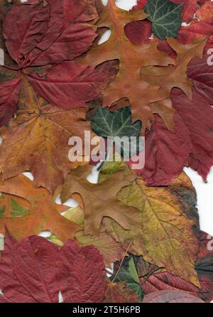 Feuilles d'automne comme un avertissement de la peau sèche. Banque D'Images