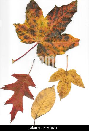 Feuilles d'automne comme un avertissement de la peau sèche. Banque D'Images