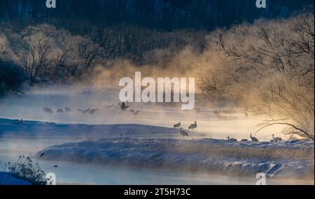 Un matin tôt et froid à la rivière gelée Setsuri-Gawa (Hokkaido, Japon) avec des grues japonaises (Grus japonicus) dansant sur la rivière gelée. Banque D'Images