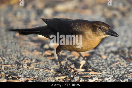 Grackle à grande queue, femelle, se nourrissant au sol. Lake Elizabeth, comté d'Alameda, Californie. Banque D'Images