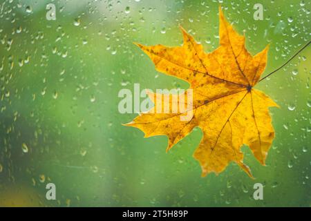 Feuille d'érable jaune d'automne sur verre avec gouttes de pluie. Temps d'automne. Pluie à l'extérieur de la fenêtre. Banque D'Images