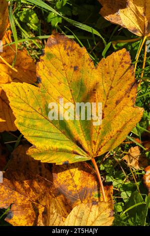 Foilage d'automne coloré dans l'Ahorn Boden, Maple Ground, Engtal ou Eng Valley, réserve naturelle Karwendel Masif, les Alpes, Tyrol, Autriche, Banque D'Images