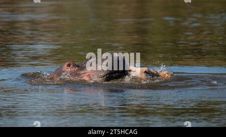 Hippopotamus (Hippopotamus amphibius capensis) capturé en Afrique du Sud Banque D'Images